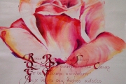 rose-callig